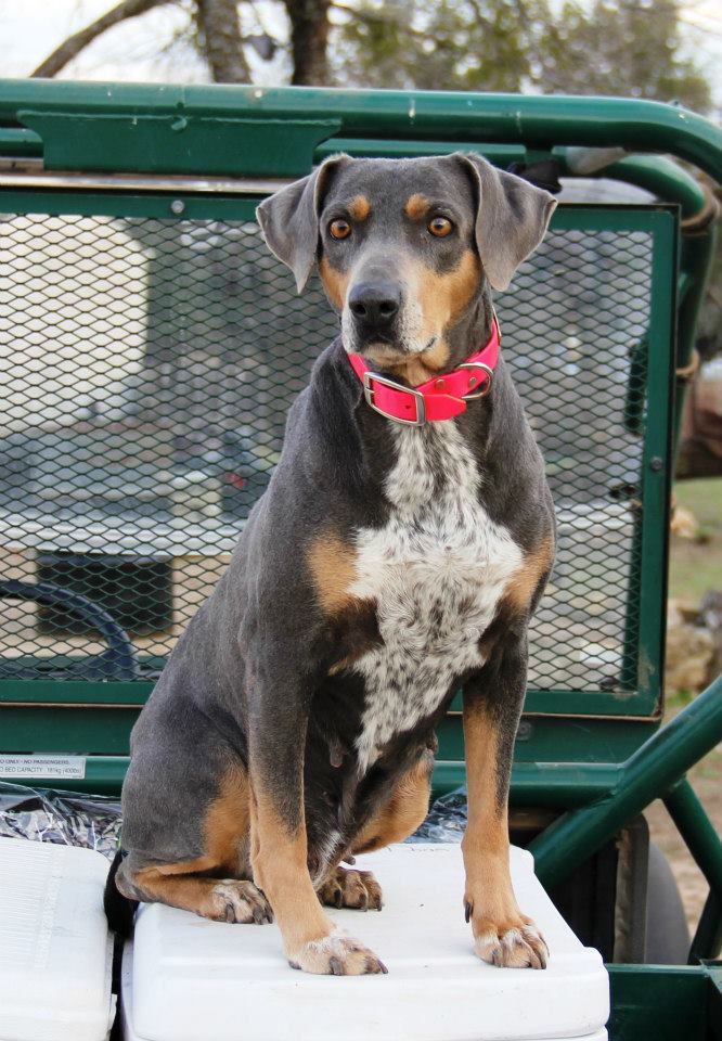 Blue best sale lacy hound