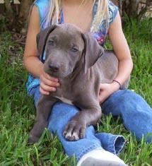 blue lacy training