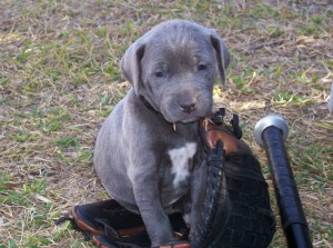 texas blue lacy puppies