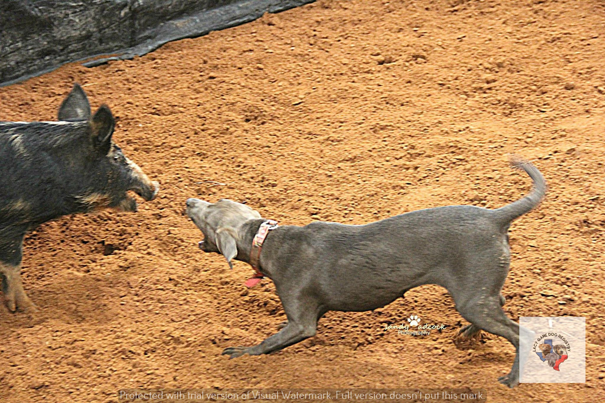 How Long Do Blue Lacy Game Dogs Live? Unveiling Lifespan Secrets