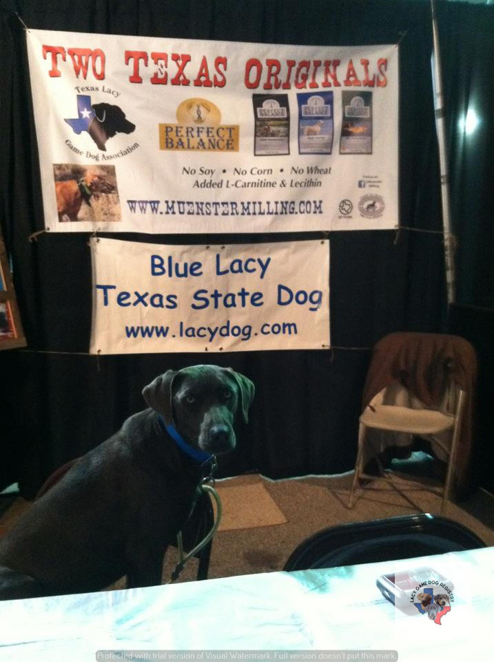 Texas lacy store game dog association