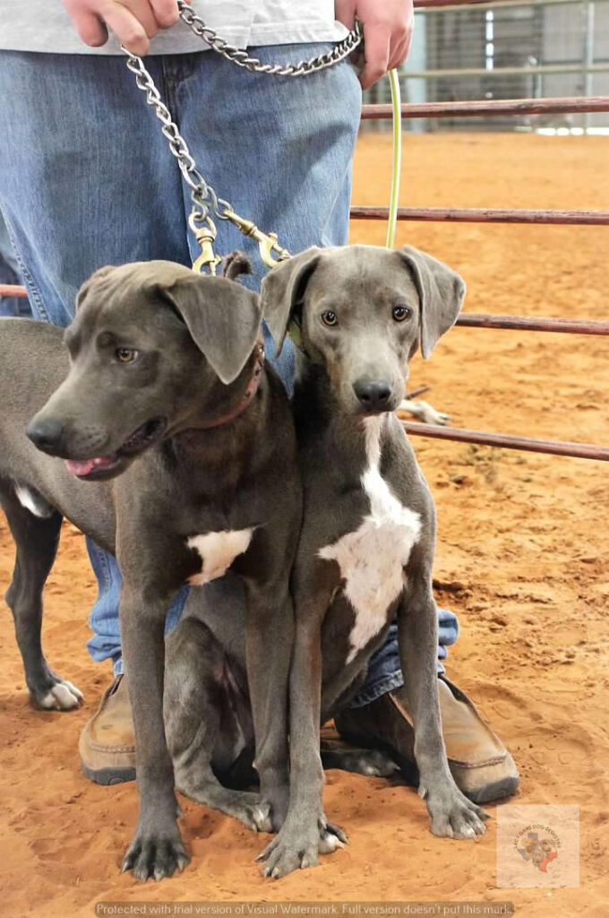 Texas blue lacy sales puppies for sale