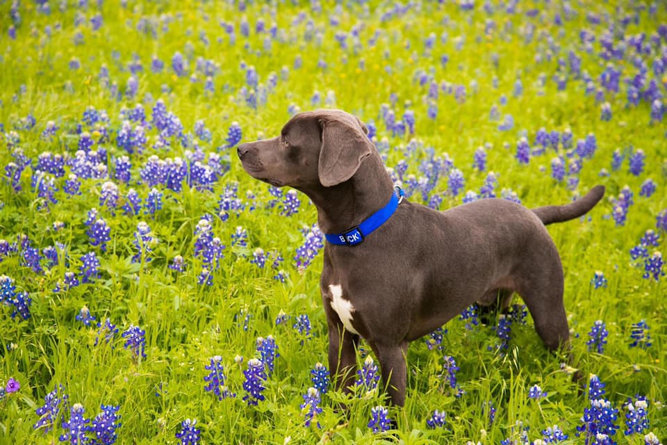 Blue lacy hot sale rescue