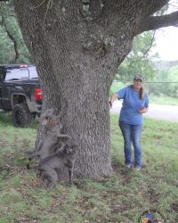 TreeingCoon (19)