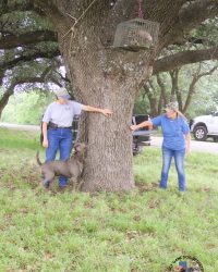 TreeingCoon (2)