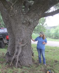 TreeingCoon (20)