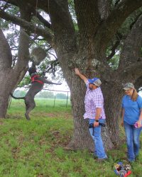 TreeingCoon (6)